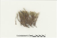 藏品(曲柄苔屬)的圖片